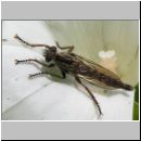 Tolmerus atricapillus - Raubfliege m02.jpg